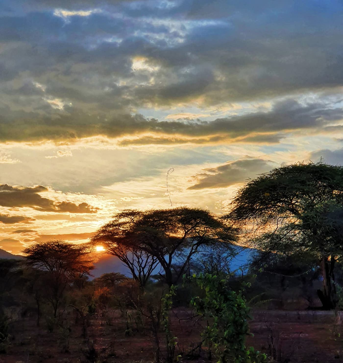 Sun setting behind acacia trees over the Ruaha bush