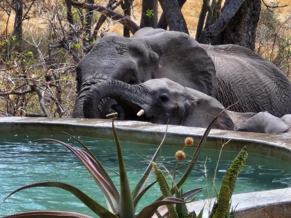 Elephants drinking at the camp waterhole