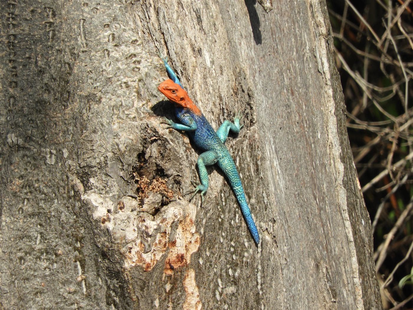 Agama lizard sunning itself on a rock