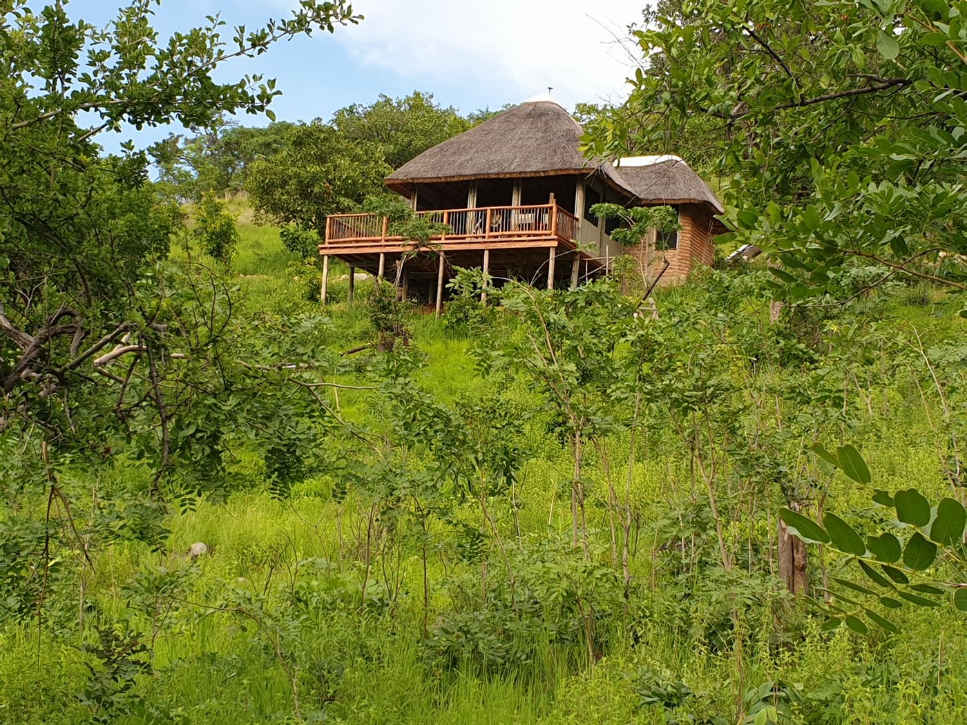 A thatched banda above the lush green bush