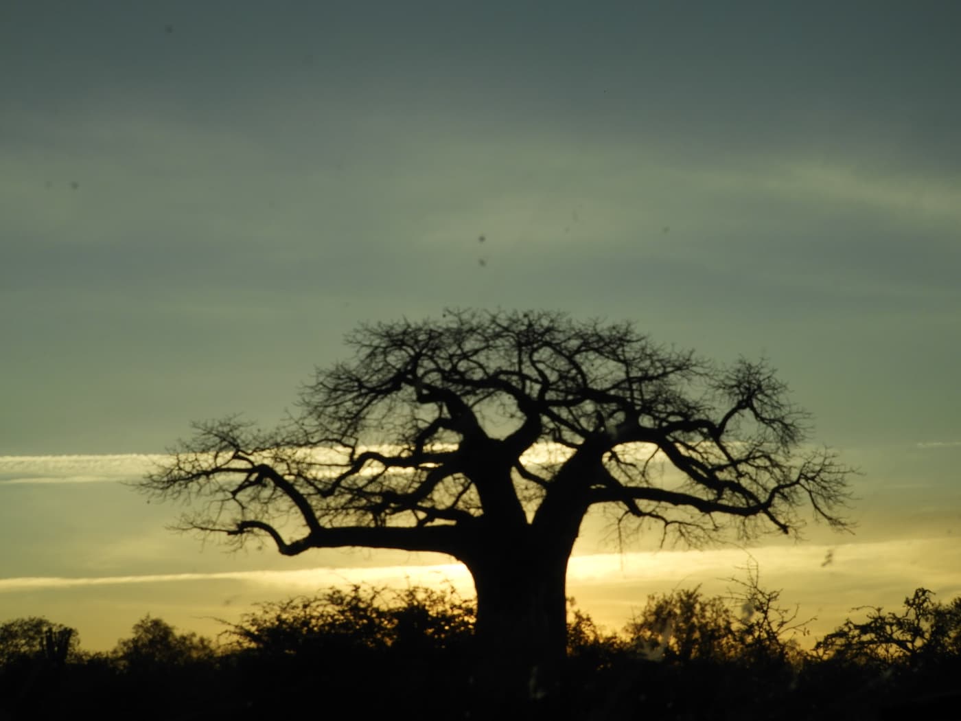 A baobab tree silhouetted against the sunset