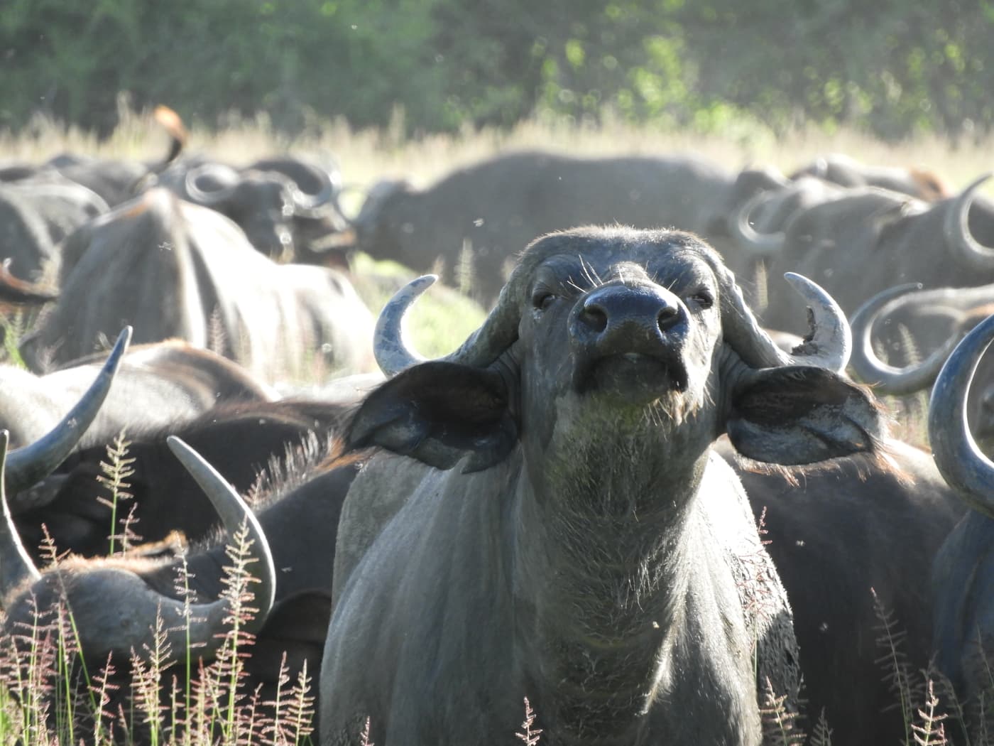 A herd of African buffalo in the long grass