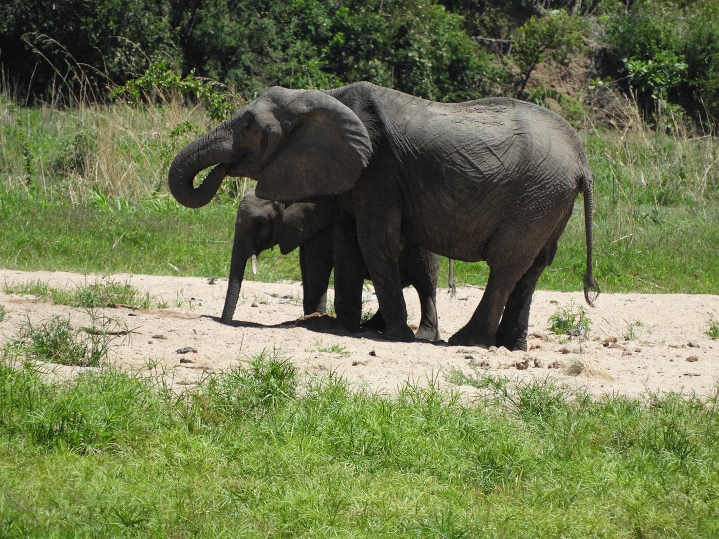 Elephant mother and calf in the bush