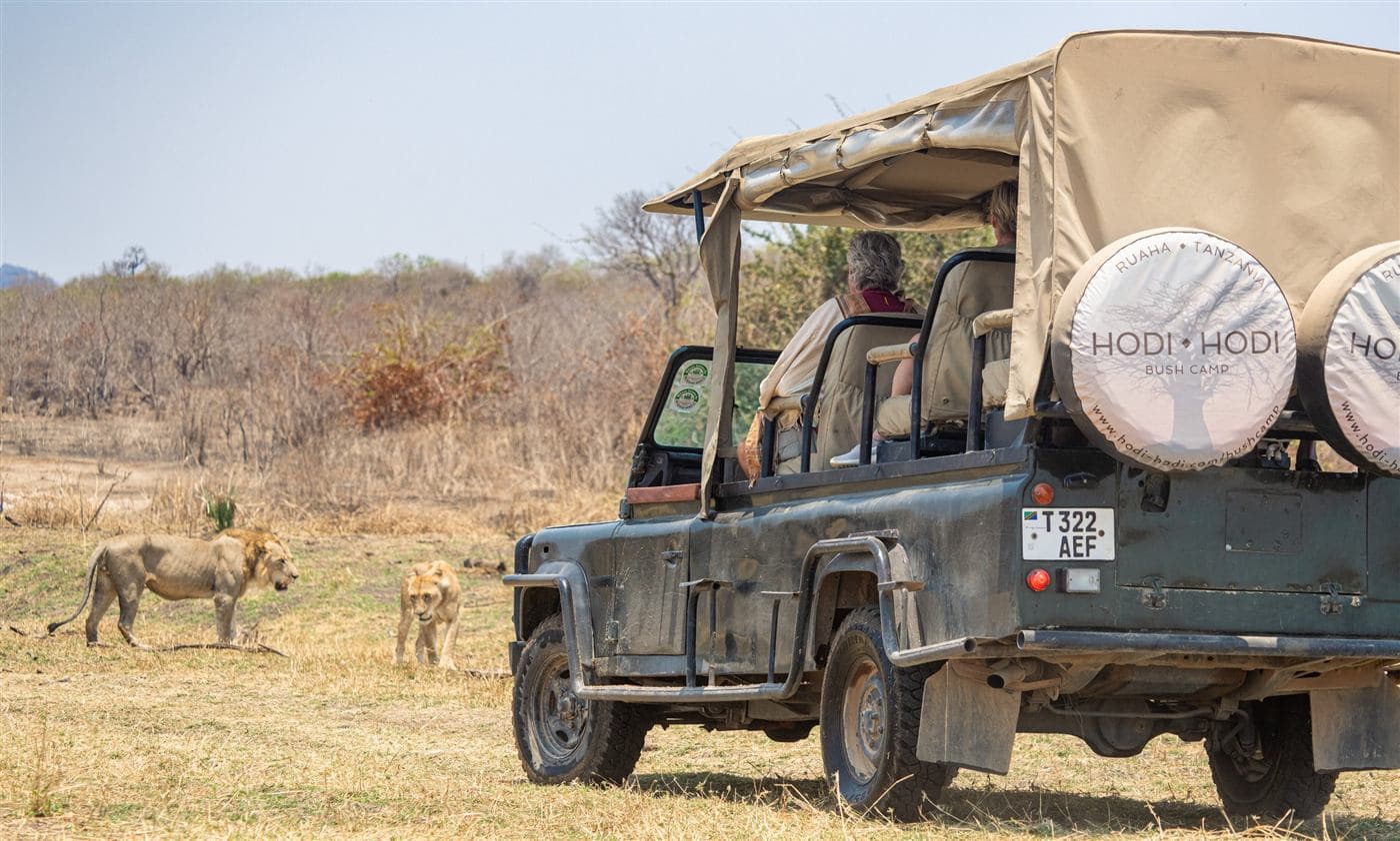 Hodi Hodi safari vehicle watching lions