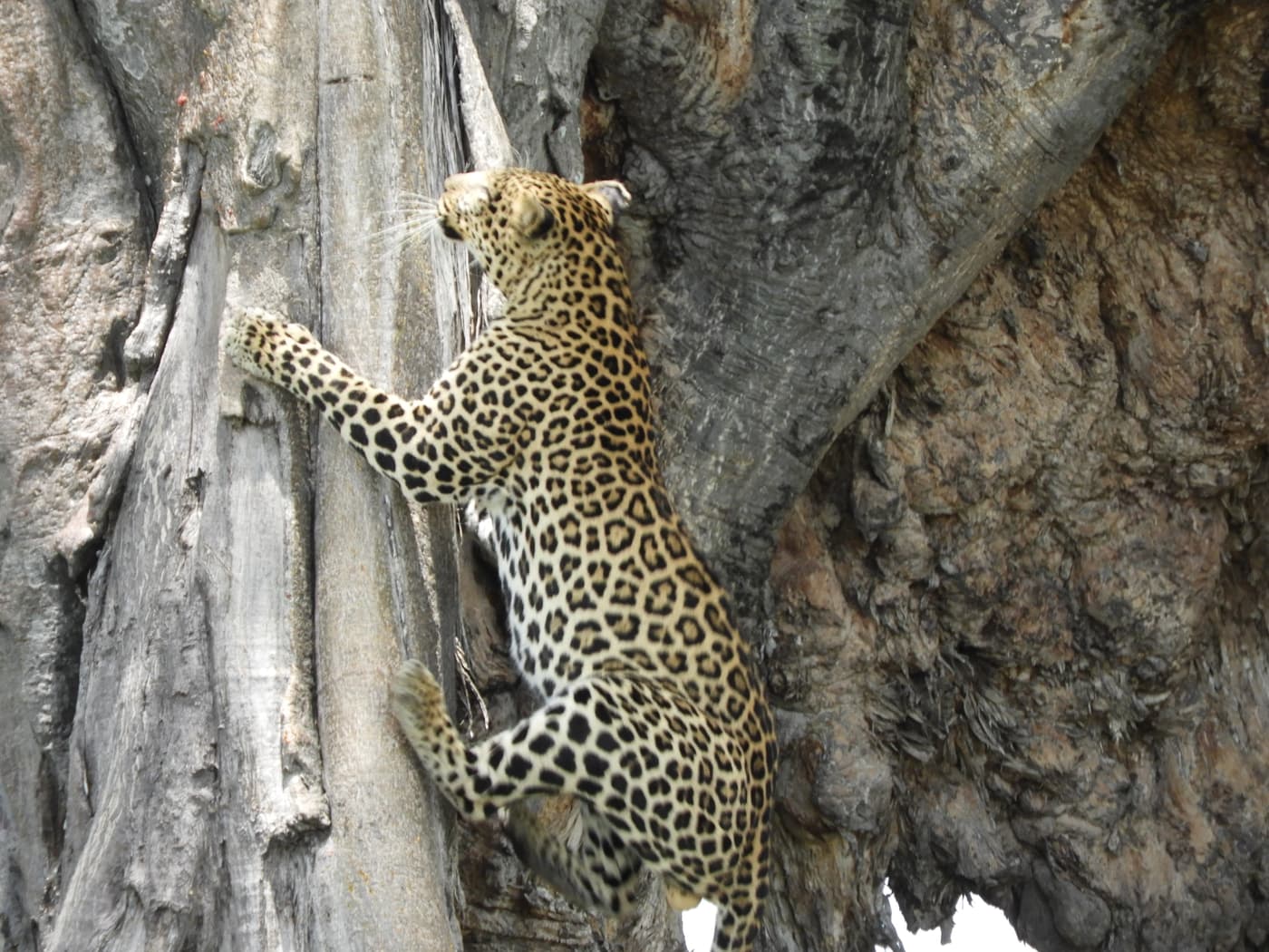 A leopard climbing a tree
