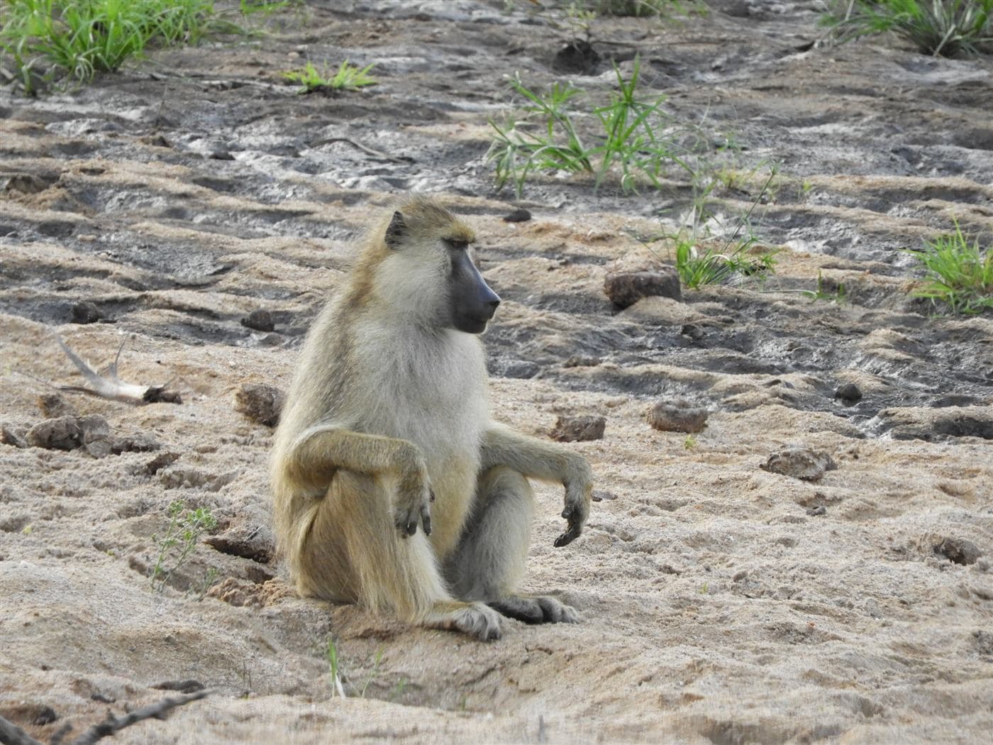 Baboon resting in Ruaha