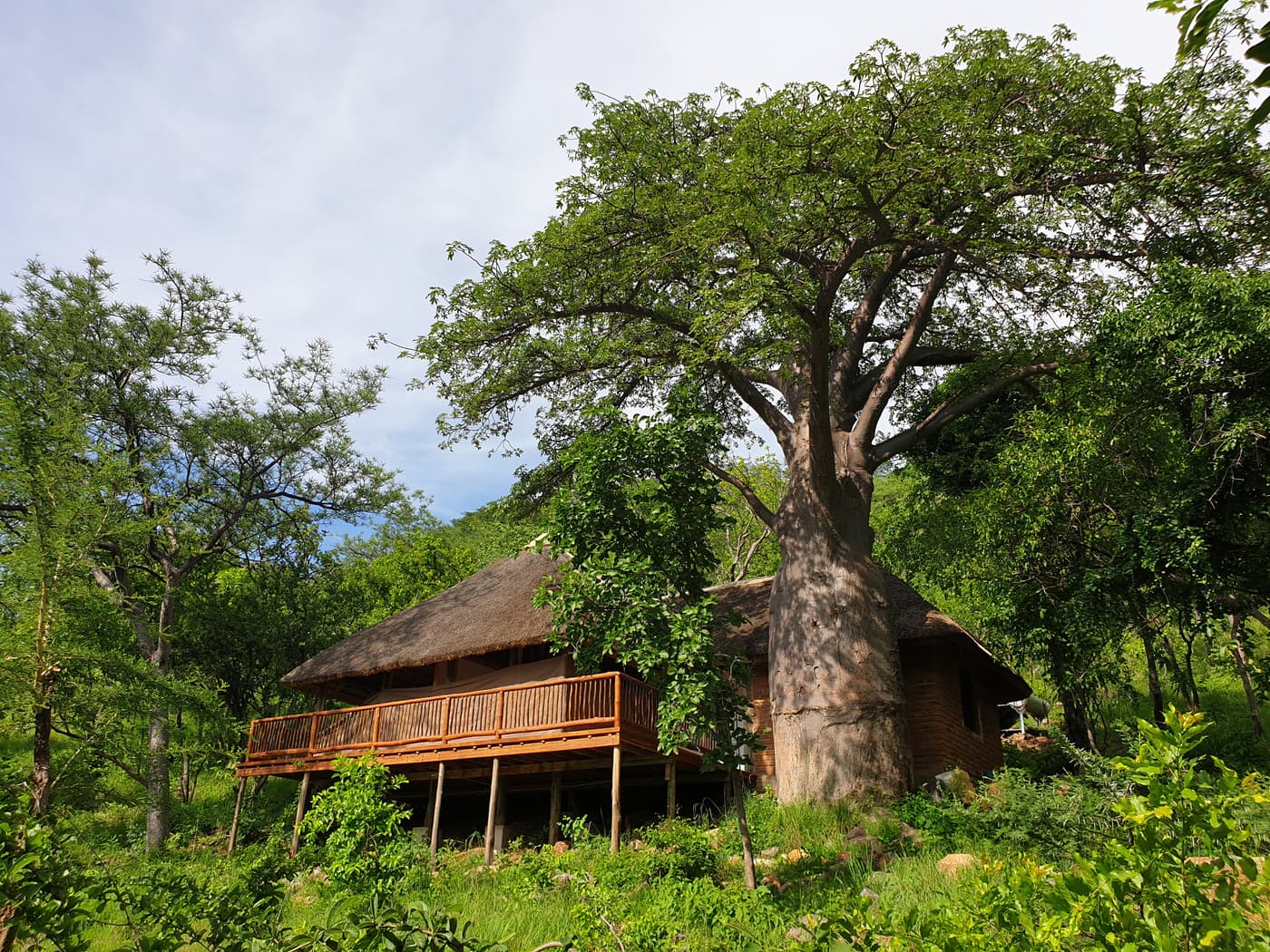 A stilted thatched banda on its teak deck beside a baobab tree