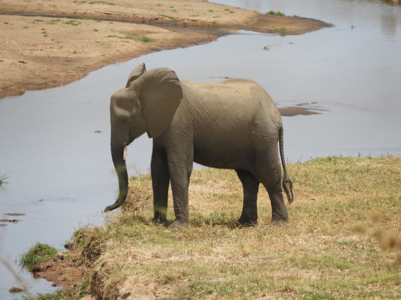 An elephant at the river's edge