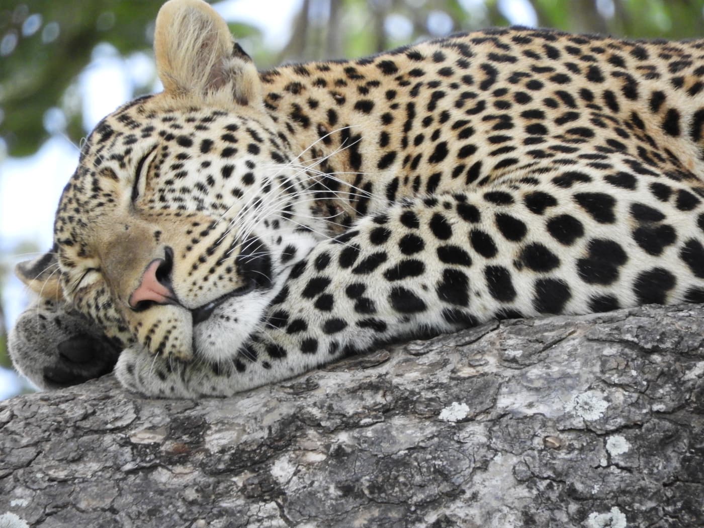 A leopard resting on a tree branch