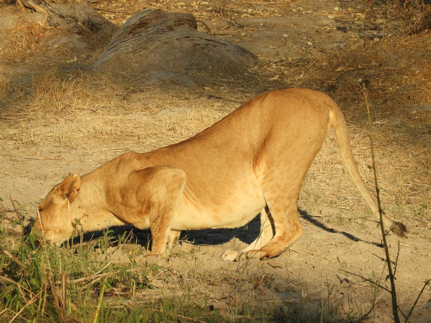 Lioness moving through the Ruaha bush