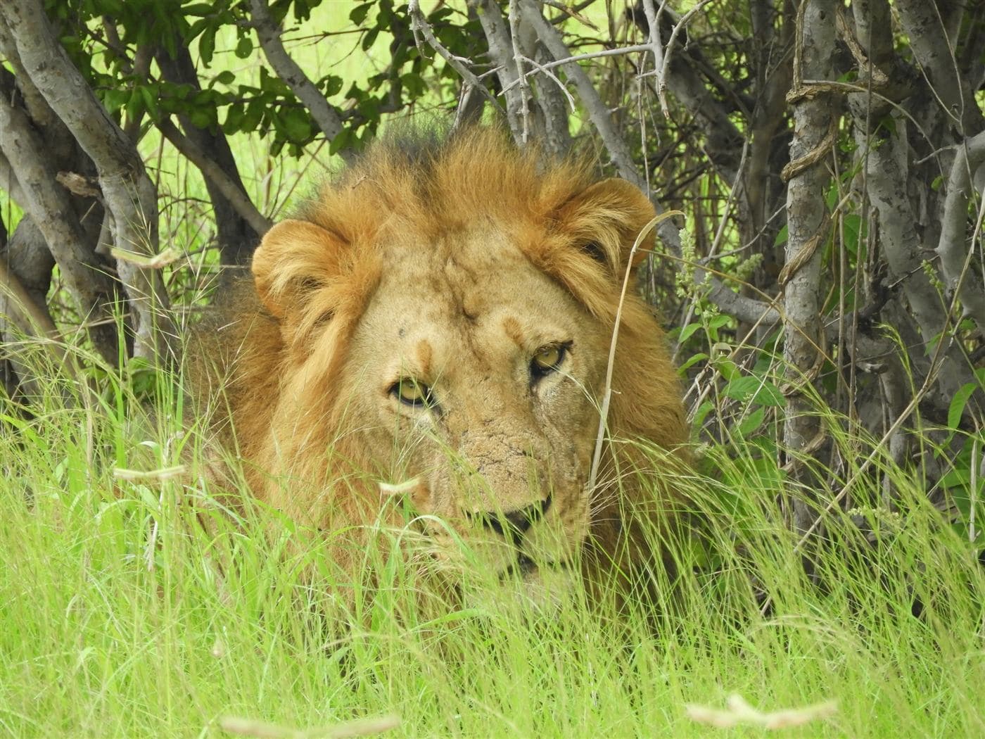 Male lion resting in long golden grass
