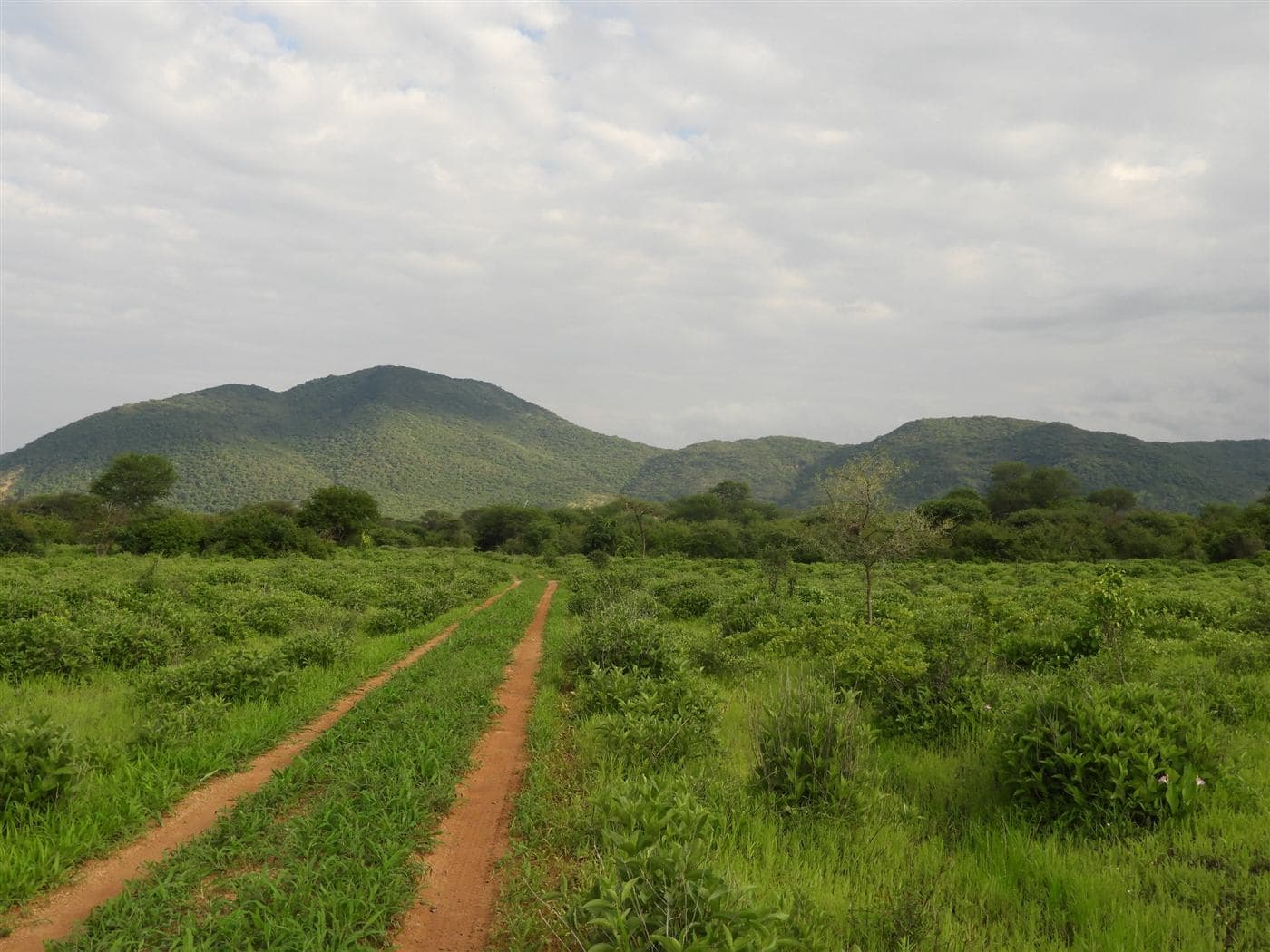 The track through the bush towards the hills of the secret valley