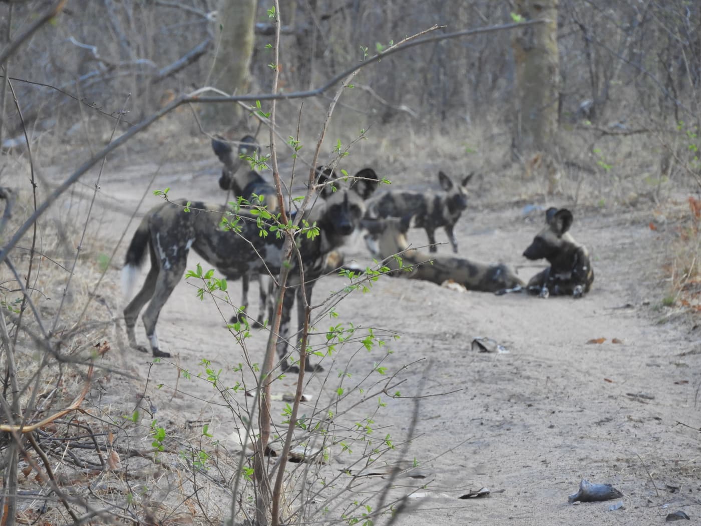 A pack of wild dogs in the bush